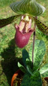 orchidej tropicka